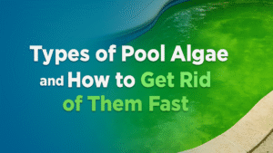 Types of Pool Algae and How to Get Rid of Them Fast